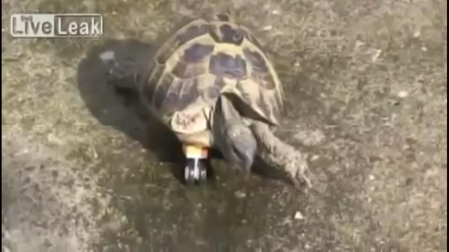 Rùa có chân giả làm từ bánh xe đồ chơi