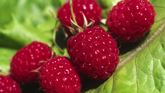 Bài thuốc từ trái cây giúp quý ông “bảo dưỡng” năng lực phòng the