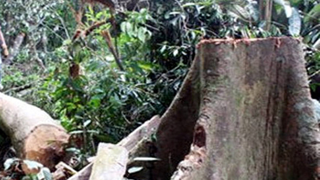 Rừng phòng hộ các tỉnh miền Trung bị tàn phá vì tình trạng người dân khai thác theo kiểu "triệt hạ" cây ươi cổ thụ. Ảnh:Q. Nhật.