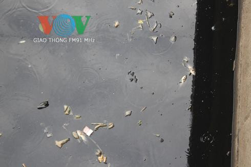 Cá chết nổi trắng trên mặt nước đen ngòm