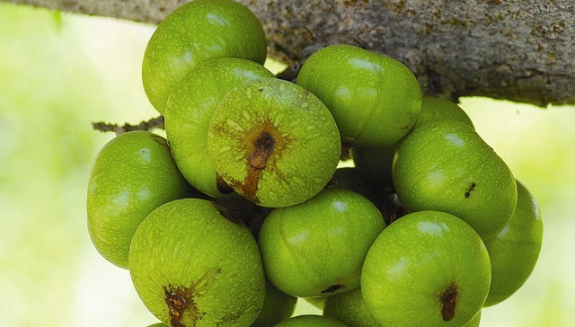 Lợi ích sức khỏe của quả sung