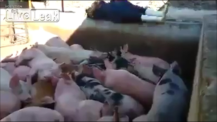 Nam thanh niên đang ngủ bị bạn đẩy vào... chuồng lợn