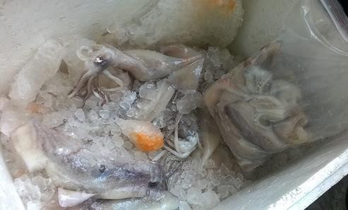 Mực ống được ướp đá với hóa chất lạ màu gạch cua