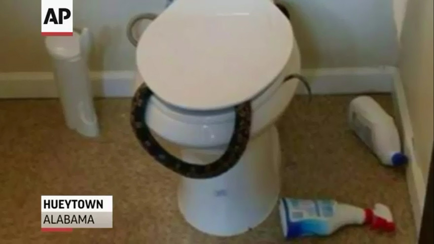 Rùng mình phát hiện rắn độc chui trong bồn cầu