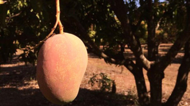 Một quả xoài "malibu". Nguồn: abc.net.au 