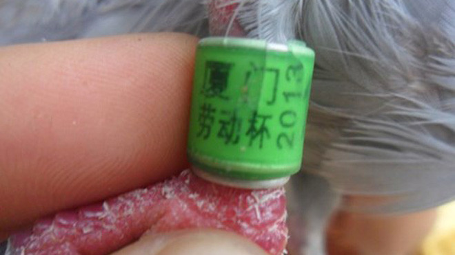  Ký tự lạ giống chữ Trung Quốc trên chân con chim bồ câu.