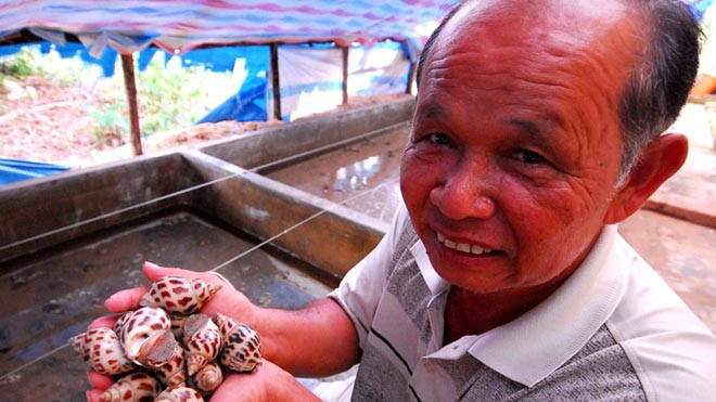 Ông Ba Nhàn bên những con ốc hương bố mẹ khoảng 8 tháng tuổi. Ảnh: Ngọc Trinh. 