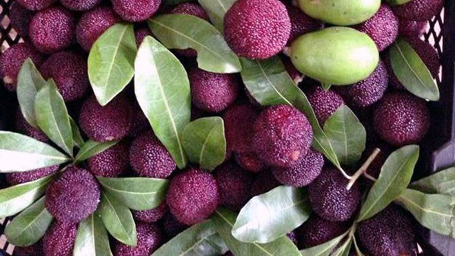 Các loại trái cây rừng đang rất hút khách.