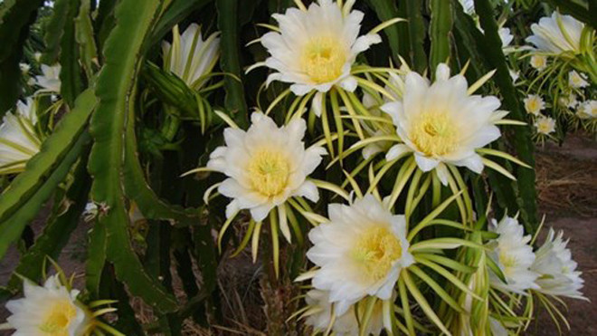 Thời gian gần đây, dư luận tỉnh Bình Thuận xôn xao việc các thương lái thu mua bông thanh long trước khi nở 1 ngày với giá từ 2.700 – 3.500 đồng/kg mà đầu nậu là người Trung Quốc.