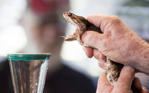 Độc tố trong nọc rắn có thể tác động đến người hoặc động vật bị tấn công với nhiều tốc độ khác nhau. Ảnh minh họa: Flickr