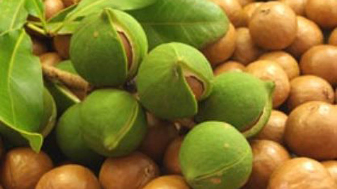 Hạt mắc ca có hàm lượng dầu béo lên tới 78%