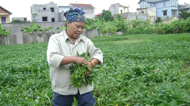 Hái rau muống đổ buôn cho các thương lái ngay tại 