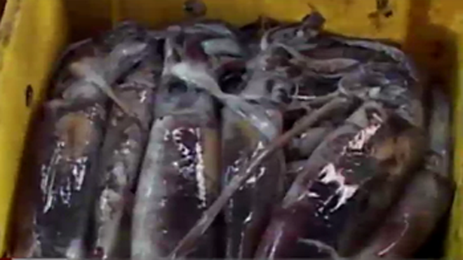 Loại mực lạ có giá chỉ 20.000-40.000 đồng/kg. 