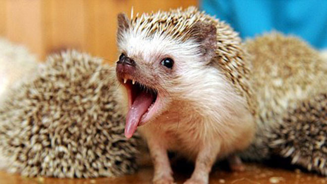 Nhím có thể cắn người vì không muốn ôm ấp. 