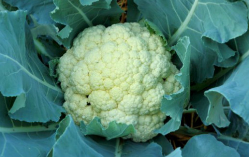 Súp lơ có thể ngăn ngừa 5 loại ung thư
