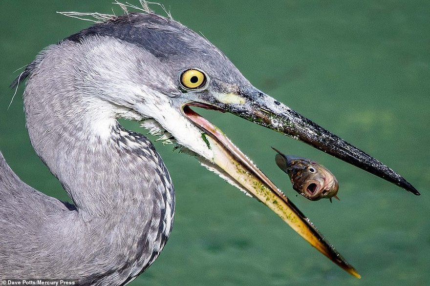 Nhảy nhót tung tăng, cá nhỏ tự dâng đến miệng 'quái thú'