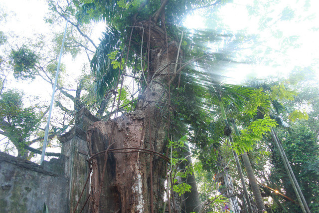 Cây sưa đỏ 130 năm tuổi có đường kính khoảng 1m, cao khoảng 4m (Ảnh: Nguyễn Trường).