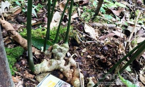 Nơi heo hút bỗng có nhiều 'đại gia' nhờ loài sâm quý