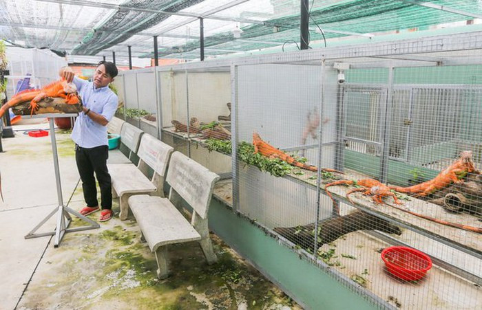 Anh Dương Sếu Hòa là chủ hơn 150 con rồng Nam Mỹ.