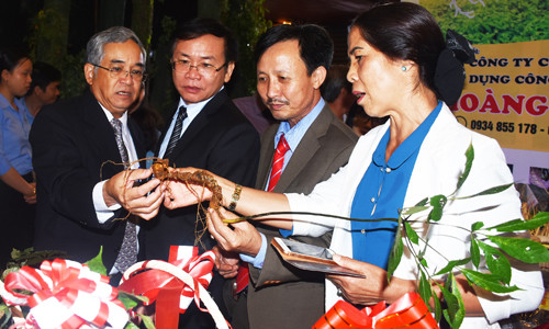 Lãnh đạo tỉnh và doanh nghiệp cùng xem một cây sâm Ngọc Linh tươi hơn 10 năm tuổi. Từ trái qua: Ông Nguyễn Văn Hùng- Bí thư Tỉnh ủy tỉnh Kon Tum, ông Nguyễn Văn Hòa Chủ tịch UBND tỉnh Kon Tum, ông Nguyễn Thành Chung- Giám đốc Công ty TNHH MTV Lâm nghiệp 