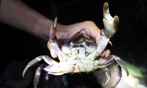 Soi đèn bắt cua đá trong vách đá trầm tích núi lửa