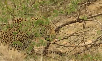 Cú lừa tuyệt đỉnh của báo đốm