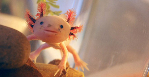 Cá đi bộ Mexico có khuôn mặt khá giống người