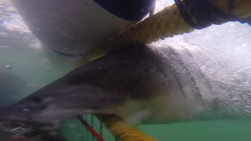 Nghẹt thở khoảnh khắc thoát khỏi hàm cá mập