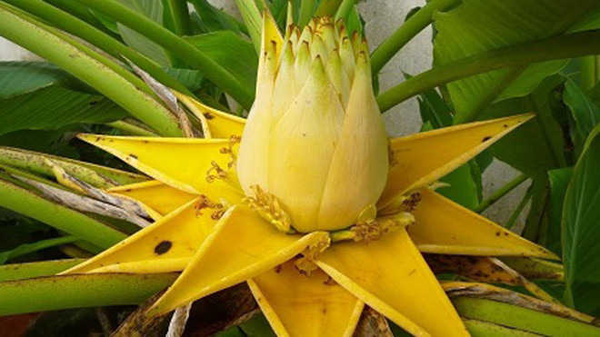 Ôm mộng làm giàu với chuối tài lộc