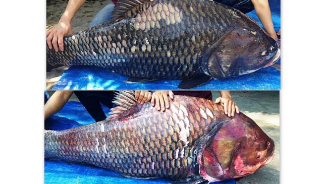 Cặp cá hô "khủng" vừa được vận chuyển về Sài Gòn
