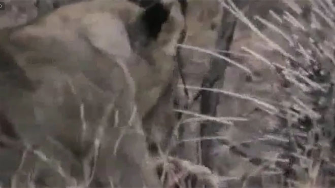 Sư tử 'bỏ của chạy lấy mạng' khi bị nhím phóng lông độc