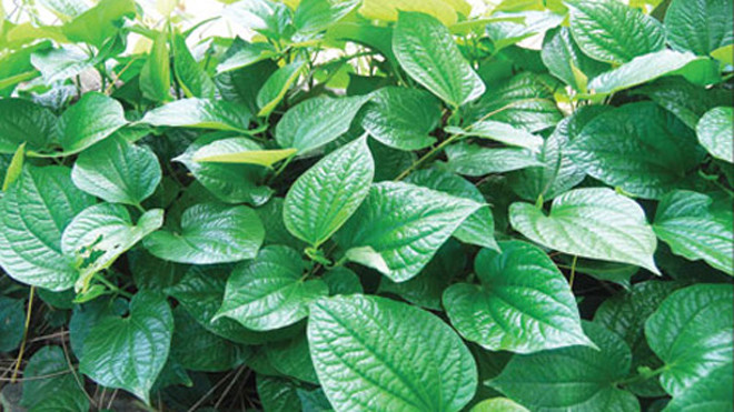 Ngoài tác dụng chữa phong thấp, khi kết hợp với hành củ, lá lốt sẽ trở thành viagra số 1 cho đàn ông