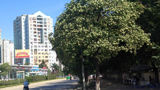 Cây hoa sữa trên đường Lê Văn Lương (Hà Nội)
