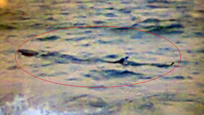 Ảnh cá lạ do nhân viên cứu hộ bờ biển Tuy Hòa chụp được sáng 17/11.