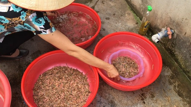 Năm nay, do thời tiết thất thường, sản lượng rươi không nhiều nên giá rươi tăng đột biến, sau khi qua thương lái có thể lên tới 500 - 600 nghìn/kg. 