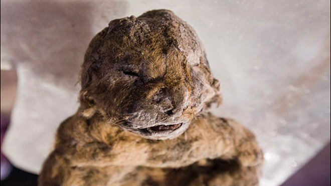 Sư tử hang động con vẫn giữ nguyên lớp lông bao phủ bên ngoài sau 12 năm nằm dưới lớp băng. Ảnh: Siberian Times.