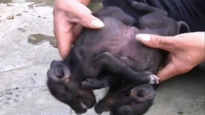 Lợn song sinh dính liền