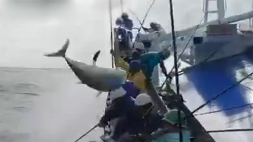 Clip câu cá dễ không tưởng