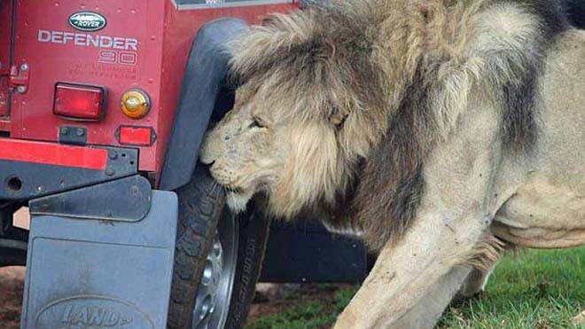 Con sư tử cắn bánh xe ôtô. (Nguồn: Caters News Agency)