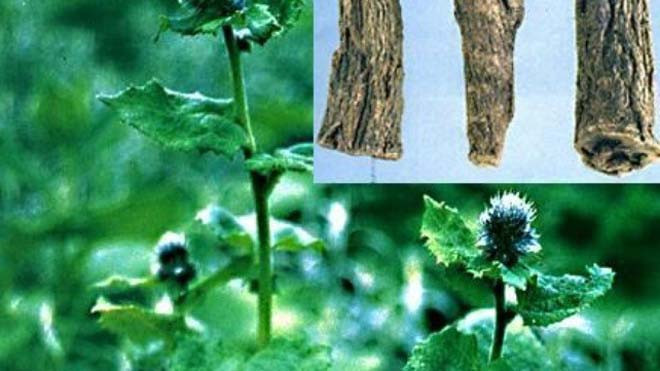 Các ngự y trong triều đình nhà Thanh đã nghiên cứu hàng chục bài thuốc để chọn ra bài “Cát hoa giải tình thang” để làm bài “Cung đình pháp chế” Bài thuốc chỉ dùng trong cung đình để “chữa bệnh cho tửu khách”. Bài thuốc gồm 13 vị: liên hoa thanh bì (bỏ mầm