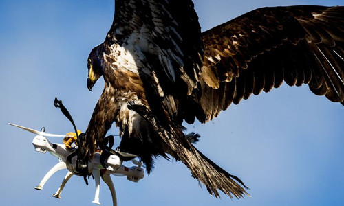 Cảnh sát Hà Lan sử dụng đại bàng để chặn máy bay không người lái từ năm 2015. Ảnh: Mirror.