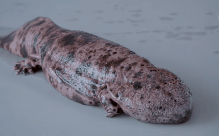 Kỳ nhông khổng lồ