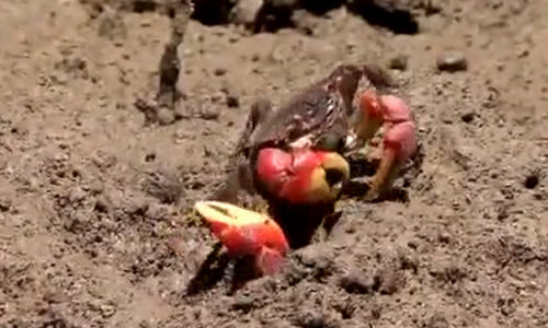 Cua đực nhảy nhót thể hiện uy lực sau cuộc chiến với kẻ thù