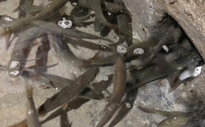 Cứ có sấm sét hàng ngàn con cá lại bơi đến.