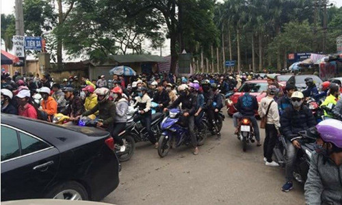 Dân phượt kéo đến ngắm hoa dã quỳ, Ba Vì “thất thủ“