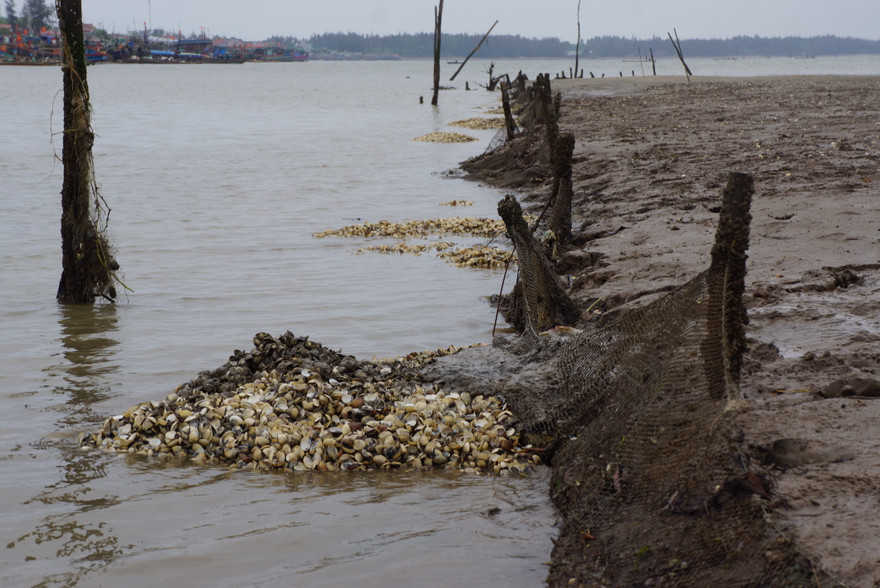 Ngao chết chưa rõ nguyên nhân ở xã Quảng Nham