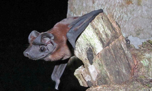 Một con dơi Freeman. (Ảnh: Thomas Sattler)