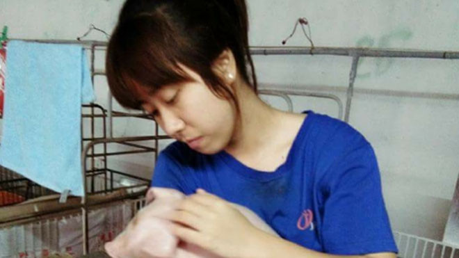 Cô bạn đang chăm sóc những chú lợn con 