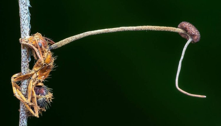 Nấm mọc ra từ xác kiến thợ mộc. (Ảnh: Story Trender).