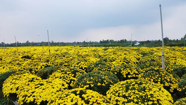 Hàng ngàn chậu hoa cúc mâm xôi của của người dân nở sớm khoảng 40%.